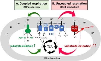 Recent insights into the molecular mechanisms of simultaneous fatty acid oxidation and synthesis in brown adipocytes